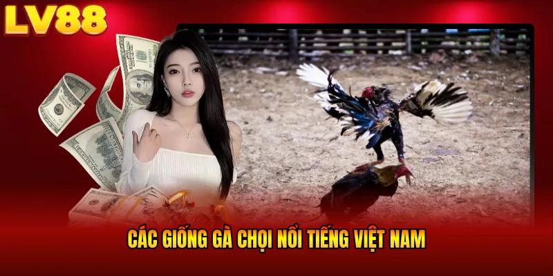 Các giống gà chọi nổi tiếng Việt Nam