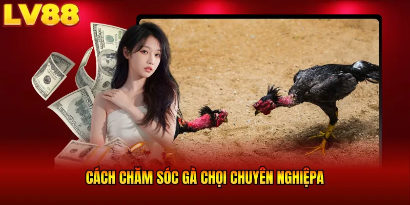 Cách chăm sóc gà chọi chuyên nghiệp
