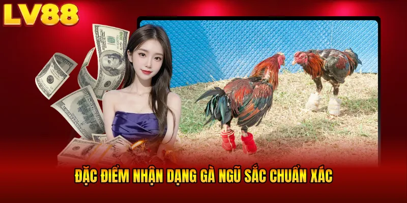 Đặc điểm nhận dạng gà Ngũ Sắc chuẩn xác