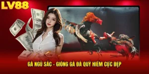 Gà Ngũ Sắc LV88 - Chiến Kê Hiếm Có, Ra Đòn Bất Ngờ