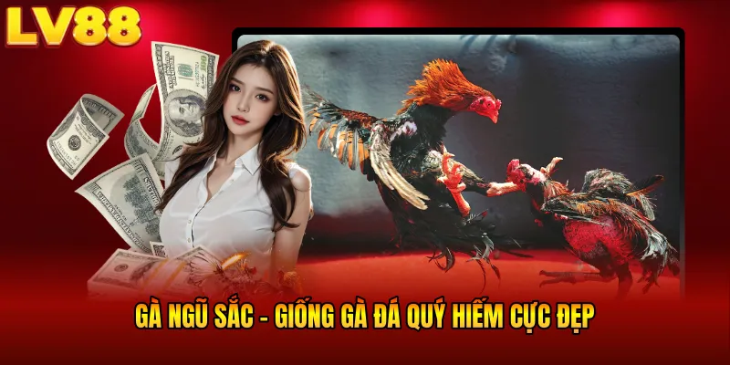 Gà Ngũ Sắc LV88 - Chiến Kê Hiếm Có, Ra Đòn Bất Ngờ