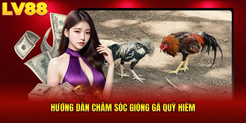 Hướng dẫn chăm sóc giống gà quý hiếm
