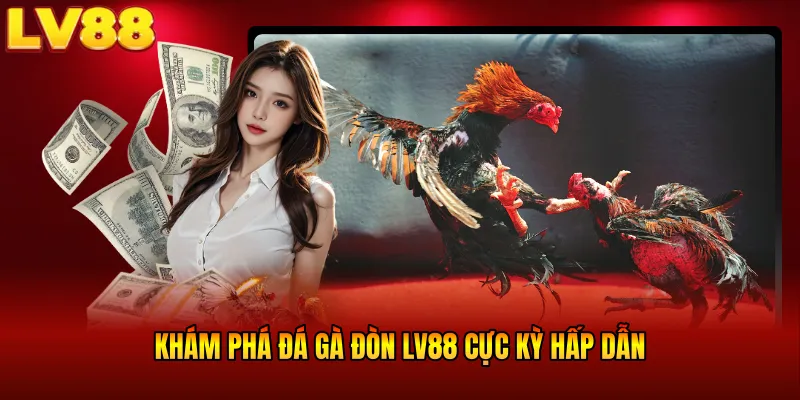 Khám phá đá gà đòn LV88 cực kỳ hấp dẫn