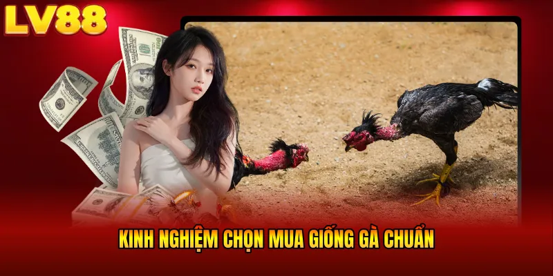 Kinh nghiệm chọn mua giống gà chuẩn